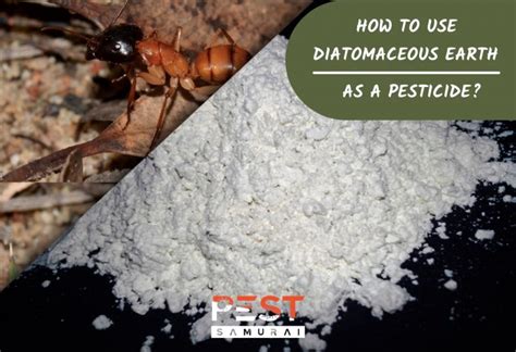 Diatomaceous Earth:  생물학적 살충제와 필터링 매체로서의 활용!