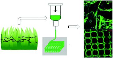 Rhamnose-Based Hydrogel: 혁신적인 생체재료로서의 가능성과 미래 전망을 탐구하다!